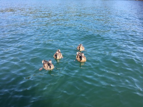 ducks